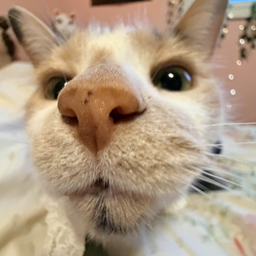 Some noises my cat mittens made before eating her lunch<br><audio controls src='/audio/Kitty eat.m4a'></audio>